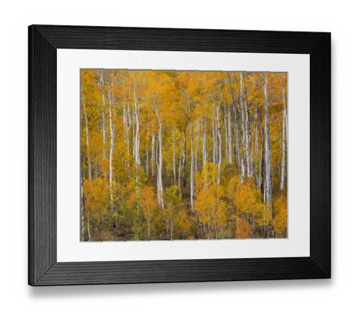 Framed Print : USA, Utah, Manti-La Sal National Forest. Autumn forest landscape Framed Print : USA, Utah, Manti-La Sal National Forest. Autumn forest landscape