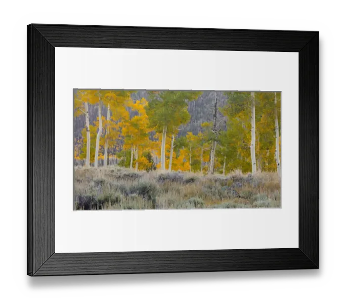 Framed Print : USA, Utah, Fishlake National Forest. Aspen trees in grassy meadow