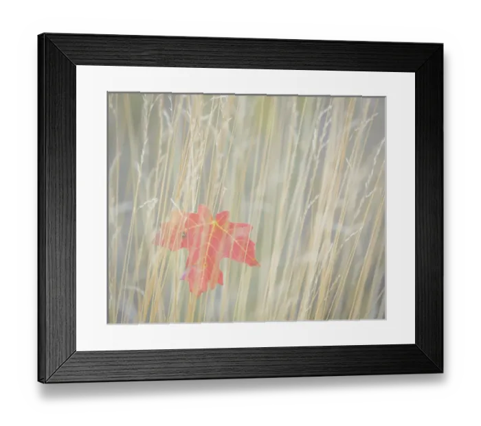 Framed Print : USA, Utah, Wasatch Cache National Forest Framed Print : USA, Utah, Wasatch Cache National Forest