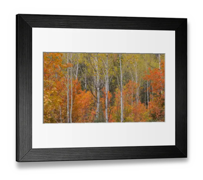 Framed Print : USA, Utah, Wasatch Mountains. Maple and aspen trees in Logan Canyon