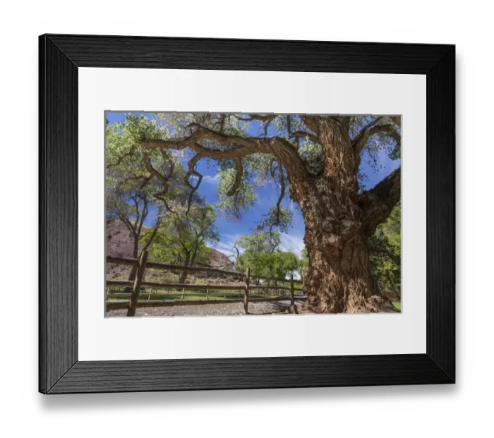 Framed Print : USA, Utah, Capitol Reef National Park. Old cottonwood tree and fence Framed Print : USA, Utah, Capitol Reef National Park. Old cottonwood tree and fence