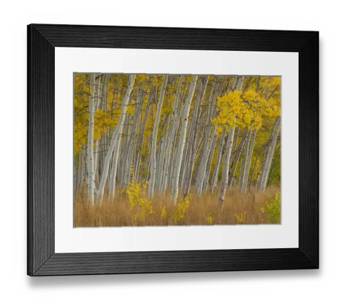 Framed Print : Fall aspen trees along Skyline Drive - Utah, Manti-La Sal National Forest Credit as Framed Print : Fall aspen trees along Skyline Drive - Utah, Manti-La Sal National Forest Credit as