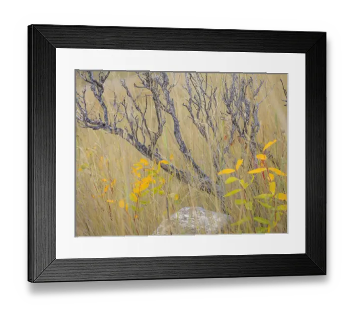 Framed Print : USA, Utah, Wasatch Mountains. Sagebrush and common dogbane in fall meadow. Credit as