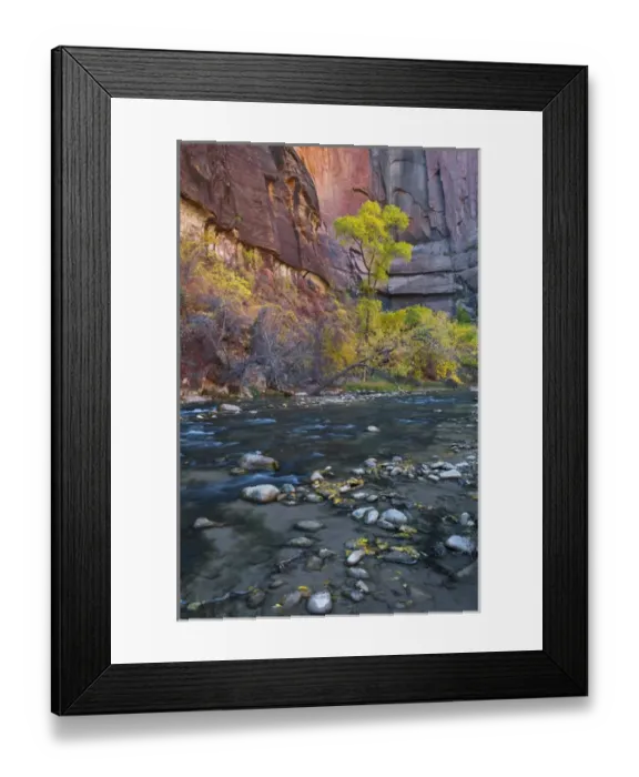 Framed Print : USA, Utah, Zion National Park. The Narrows with cottonwood trees in fall, Zion National Park Framed Print : USA, Utah, Zion National Park. The Narrows with cottonwood trees in fall, Zion National Park
