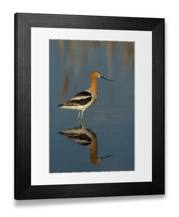 Framed Print : USA, Utah, Bear River National Wildlife Refuge. American avocet wading. Credit as