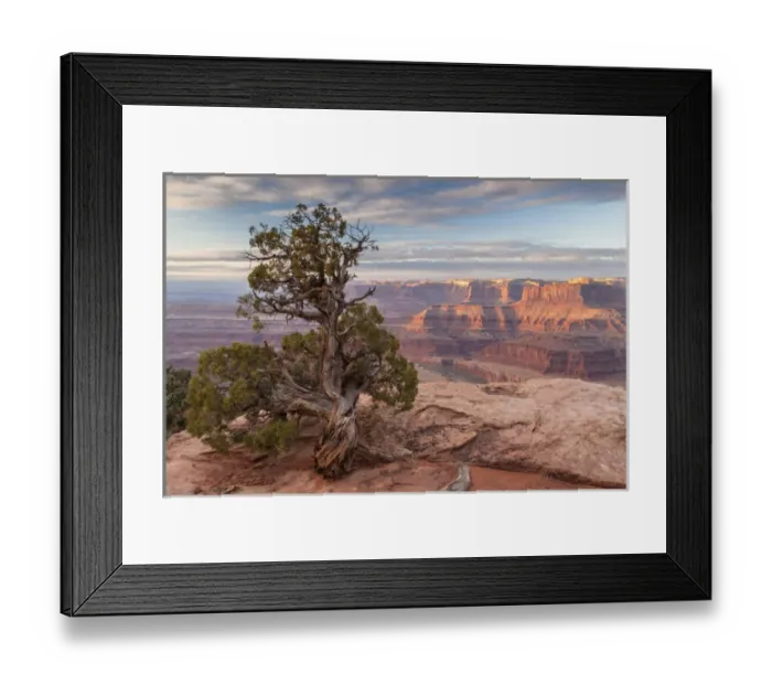 Framed Print : USA, Utah, Dead Horse Point State Park. Sunrise on juniper and canyon. Credit as Framed Print : USA, Utah, Dead Horse Point State Park. Sunrise on juniper and canyon. Credit as