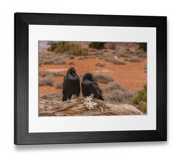Framed Print : USA, Utah, Canyonlands National Park. Pair of ravens on log Framed Print : USA, Utah, Canyonlands National Park. Pair of ravens on log