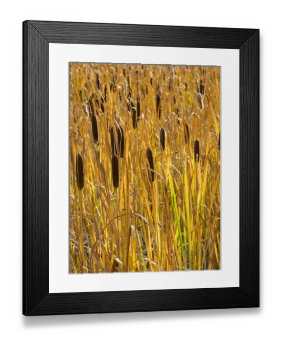 Framed Print : USA, Utah, Wasatch Mountains. Cattails in field Framed Print : USA, Utah, Wasatch Mountains. Cattails in field