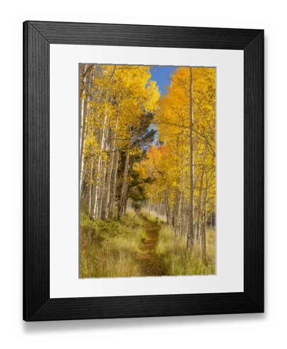 Framed Print : USA, Utah, Fishlake National Forest. Trail in aspen trees