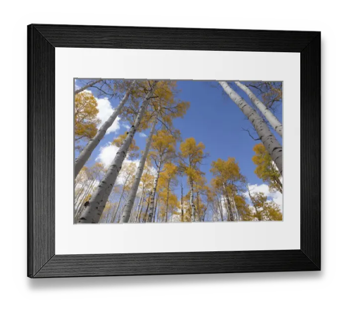 Framed Print : USA, Utah, Fishlake National Forest. Aspen trees in autumn Framed Print : USA, Utah, Fishlake National Forest. Aspen trees in autumn