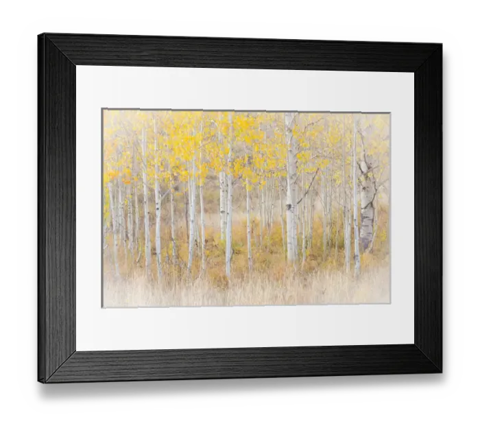 Framed Print : USA, Utah, Manti-La Sal National Forest. Aspen forest scenic Framed Print : USA, Utah, Manti-La Sal National Forest. Aspen forest scenic