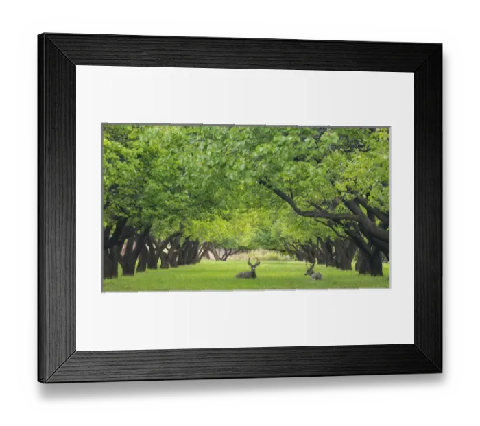 Framed Print : USA, Utah, Capitol Reef National Park. Deer in sylvan orchard Framed Print : USA, Utah, Capitol Reef National Park. Deer in sylvan orchard