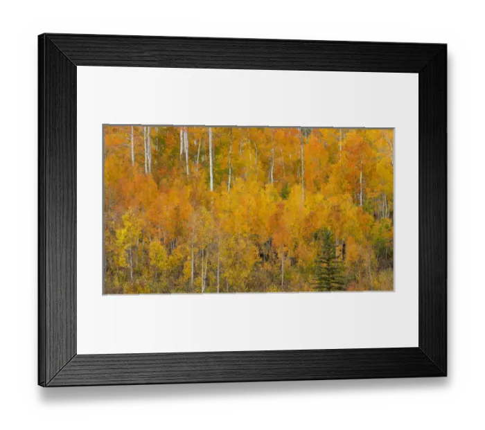 Framed Print : USA, Utah, Manti-La Sal National Forest. Autumn forest landscape