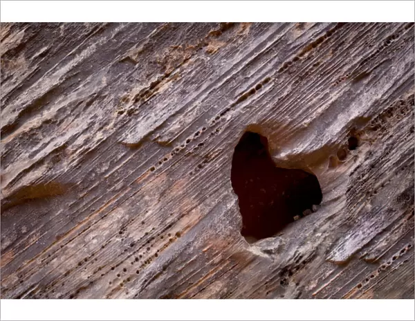 USA, Utah, Capitol Reef National Park. Heart-shaped hole in rock
