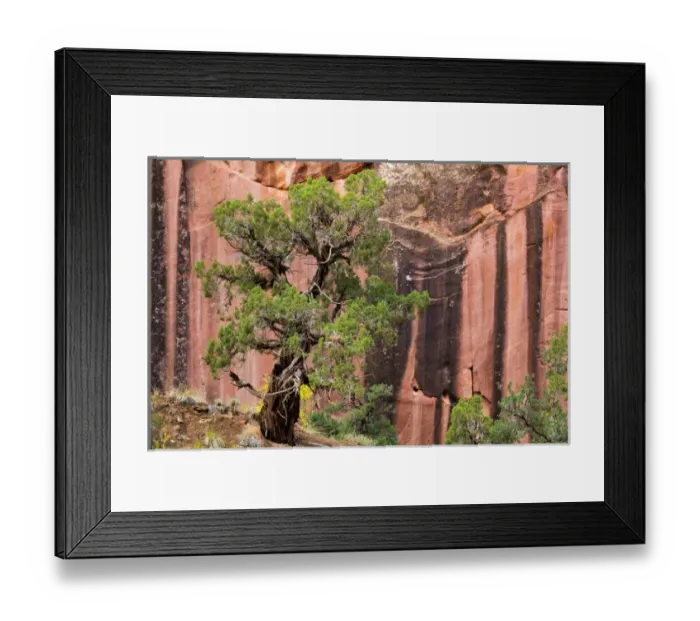 Framed Print : USA, Utah, Capitol Reef National Park. Juniper tree and a cliff streaked with desert varnish Framed Print : USA, Utah, Capitol Reef National Park. Juniper tree and a cliff streaked with desert varnish