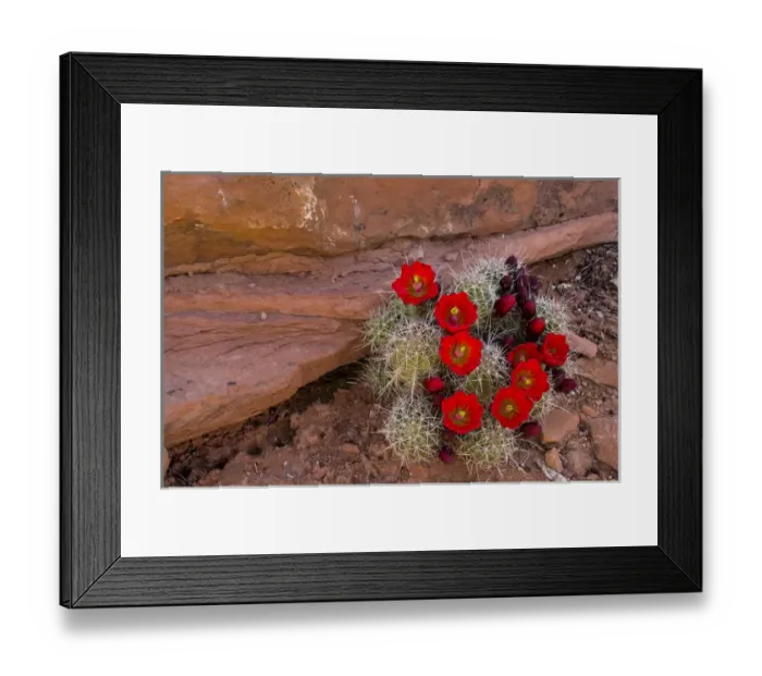 Framed Print : USA, Utah, Cedar Mesa. Red flowers of claret cup cactus in bloom on slickrock