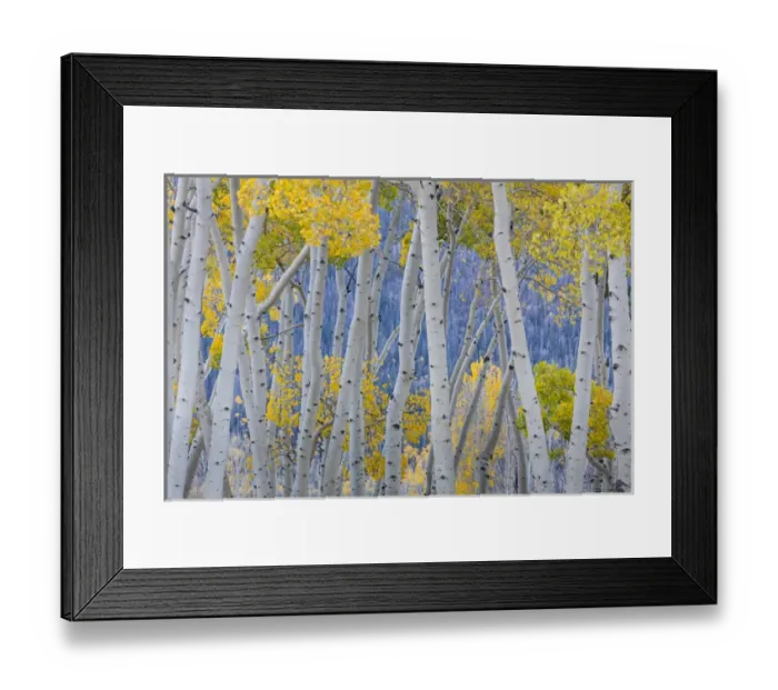 Framed Print : USA, Utah, Fishlake National Forest. Aspen trees in autumn Framed Print : USA, Utah, Fishlake National Forest. Aspen trees in autumn