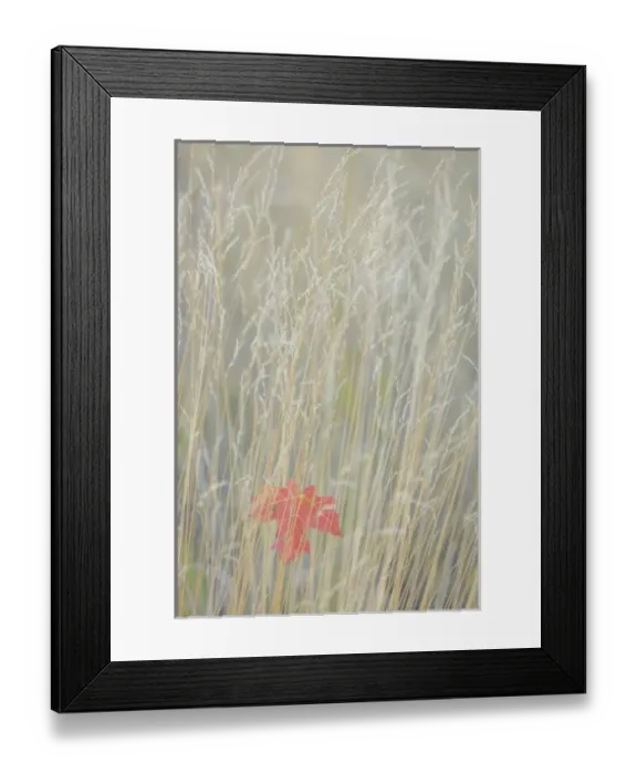 Framed Print : USA, Utah, Wasatch Cache National Forest Framed Print : USA, Utah, Wasatch Cache National Forest