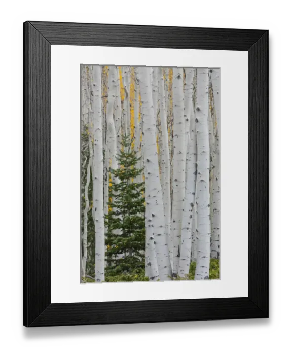 Framed Print : USA, Utah, Fishlake National Forest. Conifer tree in aspen forest Framed Print : USA, Utah, Fishlake National Forest. Conifer tree in aspen forest