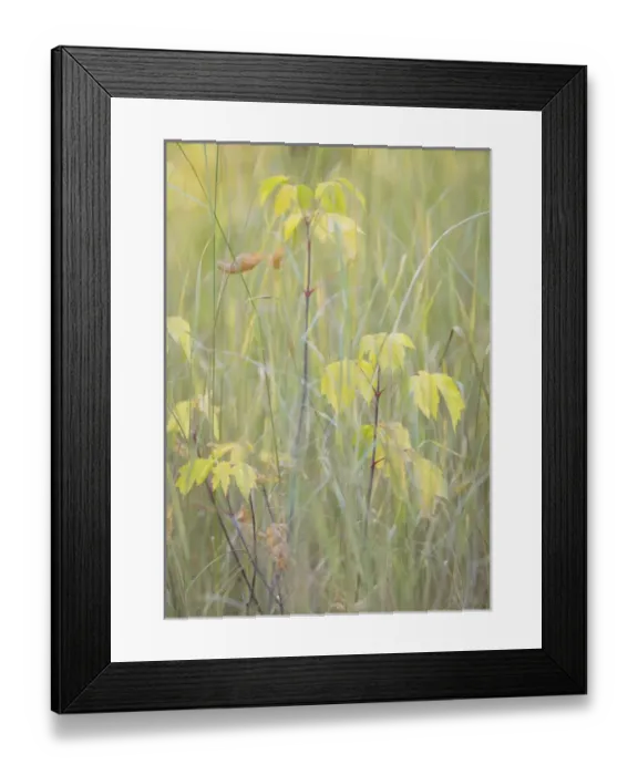 Framed Print : USA, Utah, Wasatch Cache National Forest. Box elder sapling in meadow. Credit as