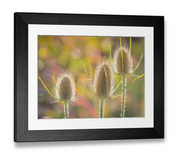 Framed Print : USA, Utah, Wasatch Mountains. Backlit teasel weeds Framed Print : USA, Utah, Wasatch Mountains. Backlit teasel weeds
