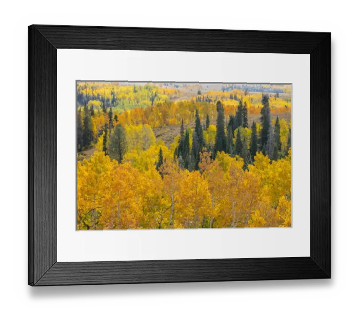 Framed Print : USA, Utah, Manti-La Sal National Forest. Autumn forest landscape Framed Print : USA, Utah, Manti-La Sal National Forest. Autumn forest landscape