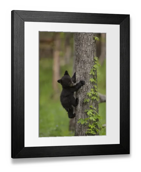 Framed Print : USA, Tennessee. Black bear cub climbing tree Framed Print : USA, Tennessee. Black bear cub climbing tree