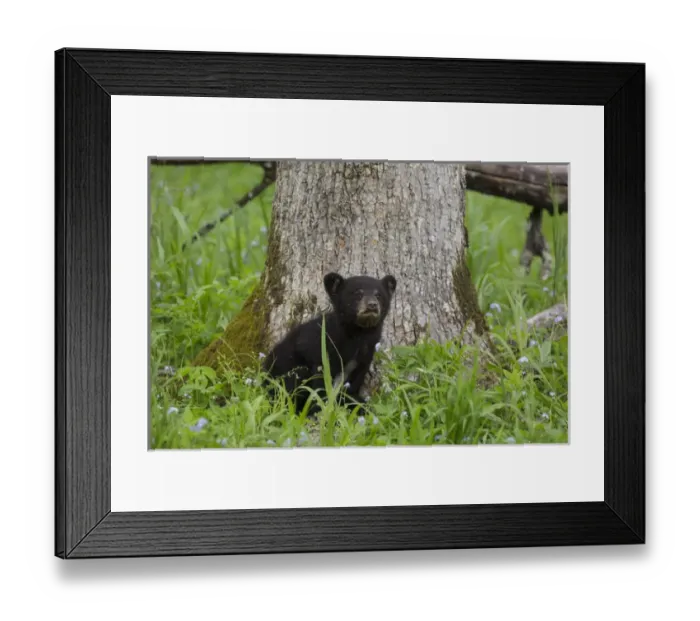 Framed Print : USA, Tennessee, Great Smoky Mountains National Park. Black bear cub next to tree Framed Print : USA, Tennessee, Great Smoky Mountains National Park. Black bear cub next to tree