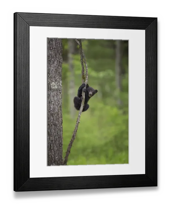 Framed Print : USA, Tennessee. Black bear cub playing on tree limb