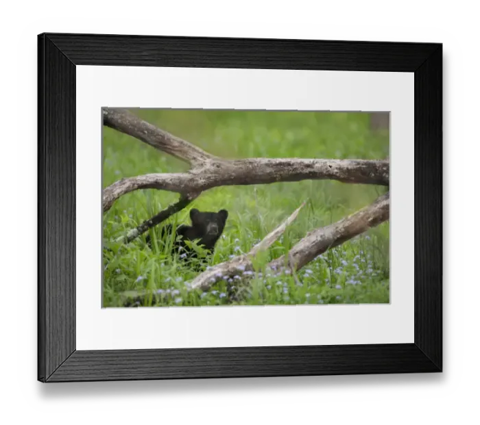Framed Print : USA, Tennessee, Great Smoky Mountains National Park. Cautious black bear cub. Credit as Framed Print : USA, Tennessee, Great Smoky Mountains National Park. Cautious black bear cub. Credit as
