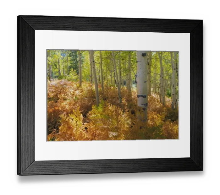 Framed Print : USA, Utah, Wasatch Cache National Forest. Bracken ferns and aspen trees. Credit as Framed Print : USA, Utah, Wasatch Cache National Forest. Bracken ferns and aspen trees. Credit as