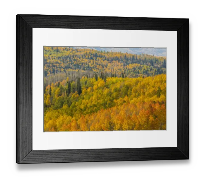 Framed Print : USA, Utah, Manti-La Sal National Forest. Autumn forest landscape