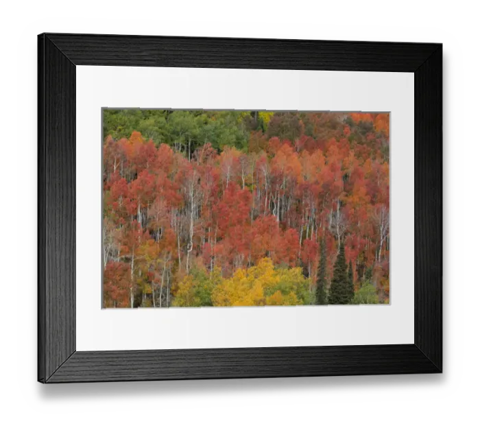 Framed Print : USA, Utah, Manti-La Sal National Forest. Autumn forest landscape Framed Print : USA, Utah, Manti-La Sal National Forest. Autumn forest landscape