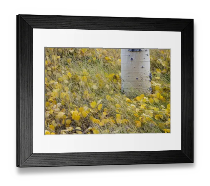 Framed Print : USA, Utah, Fishlake National Forest. Aspen leaves in grass