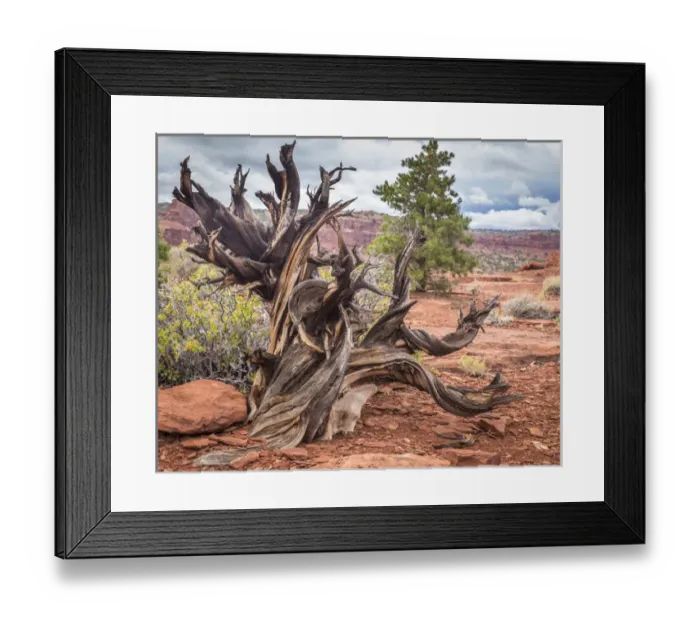 Framed Print : USA, Utah, Capitol Reef National Park. Gnarled juniper tree Framed Print : USA, Utah, Capitol Reef National Park. Gnarled juniper tree
