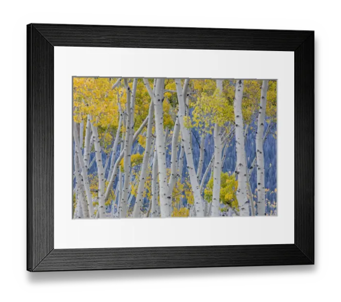 Framed Print : USA, Utah, Fishlake National Forest. Aspen trees in autumn