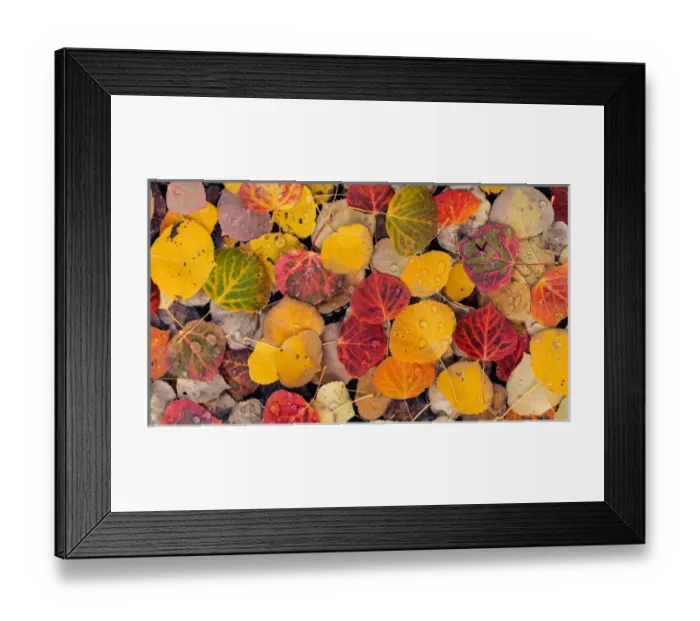 Framed Print : USA, Utah, Fishlake National Forest. Aspen leaves in a pool Framed Print : USA, Utah, Fishlake National Forest. Aspen leaves in a pool