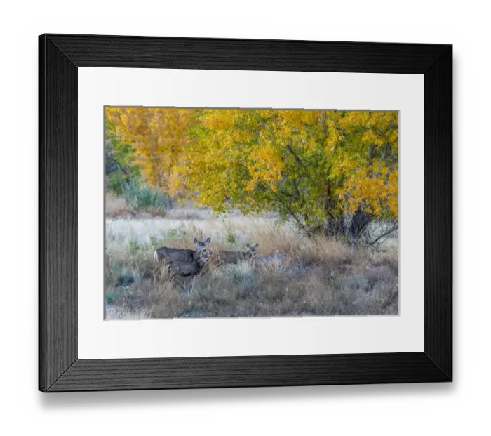 Framed Print : Mother and young Mule deer near Moab Utah Framed Print : Mother and young Mule deer near Moab Utah