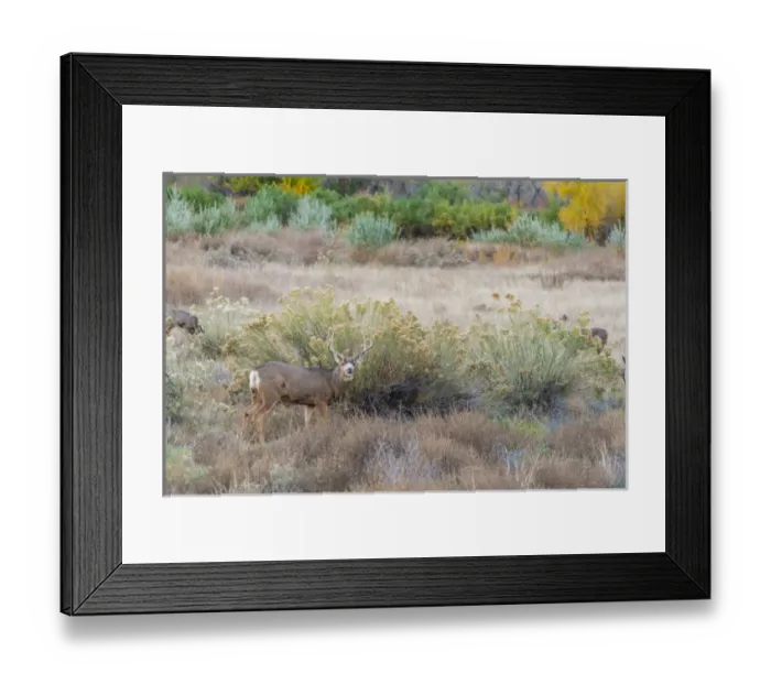 Framed Print : Deer outside of Moab, Utah