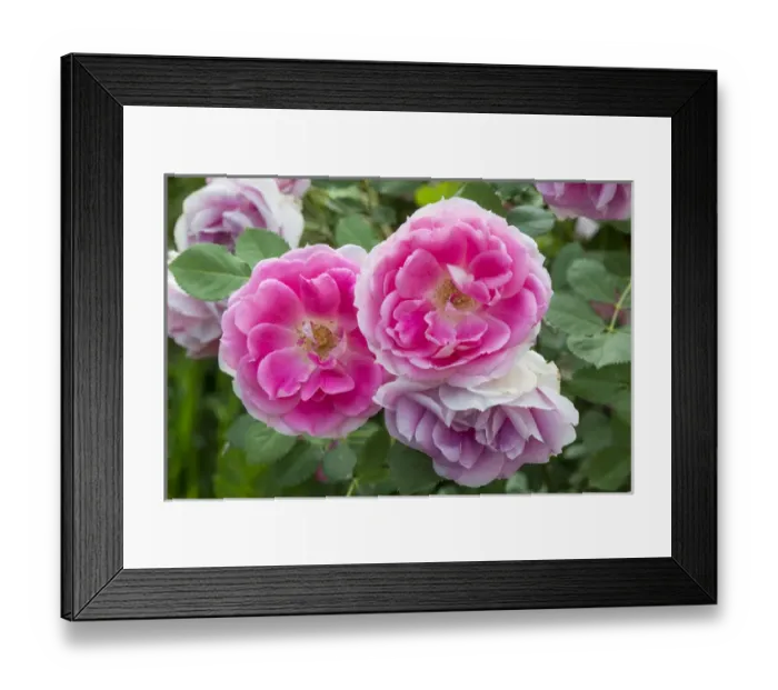 Framed Print : Close up of roses, Utah