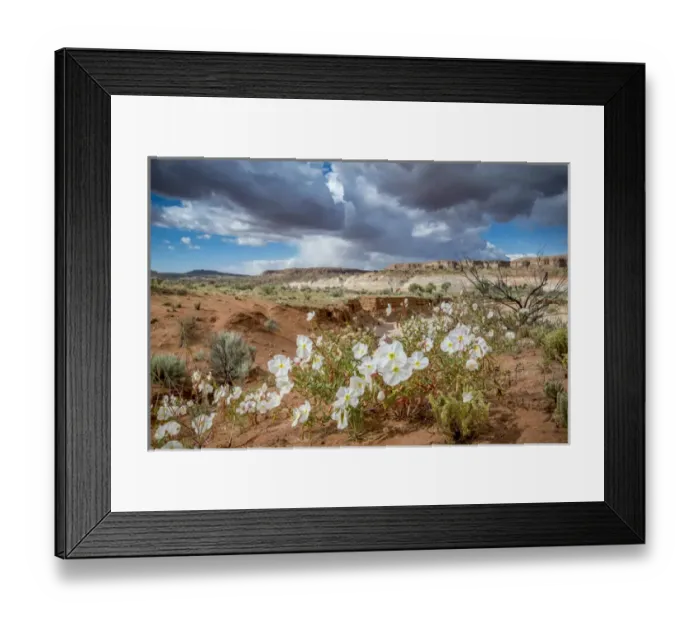 Framed Print : Evening Primrose in Grand Staircase Escalante National Monument