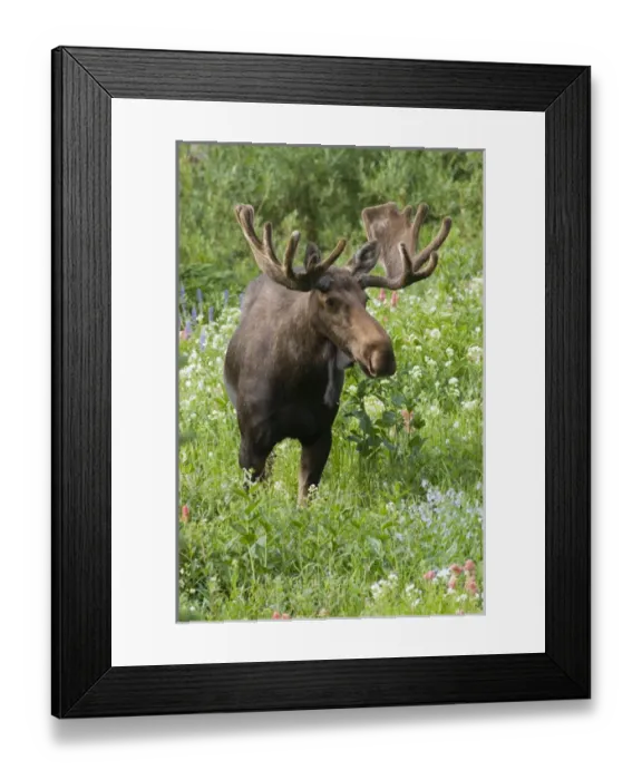 Framed Print : Bull moose (Alces alces) in wildflowers, Little Cottonwood Canyon, Wasatch-Cache National Forest
