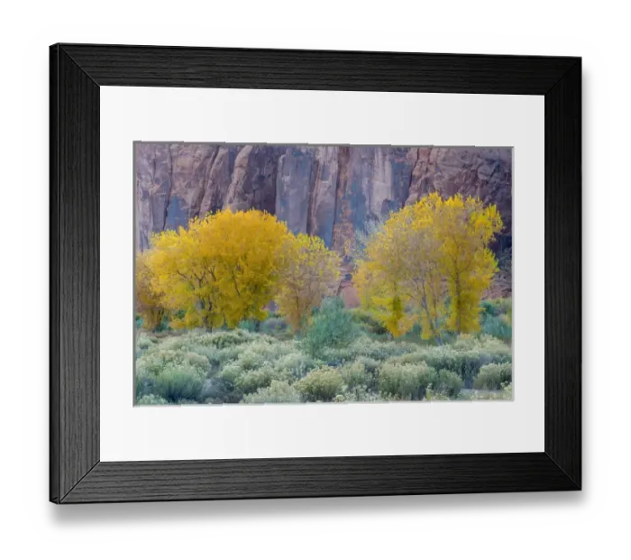 Framed Print : Rabbitbrush outside of Moab, Utah