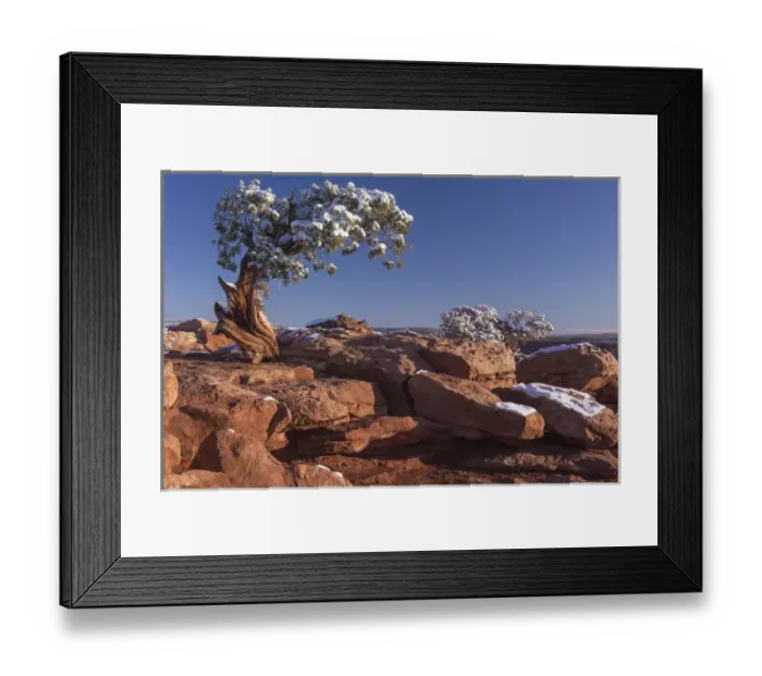 Framed Print : USA Utah Dead Horse Point Canyonlands National Park Lone Pine Framed Print : USA Utah Dead Horse Point Canyonlands National Park Lone Pine