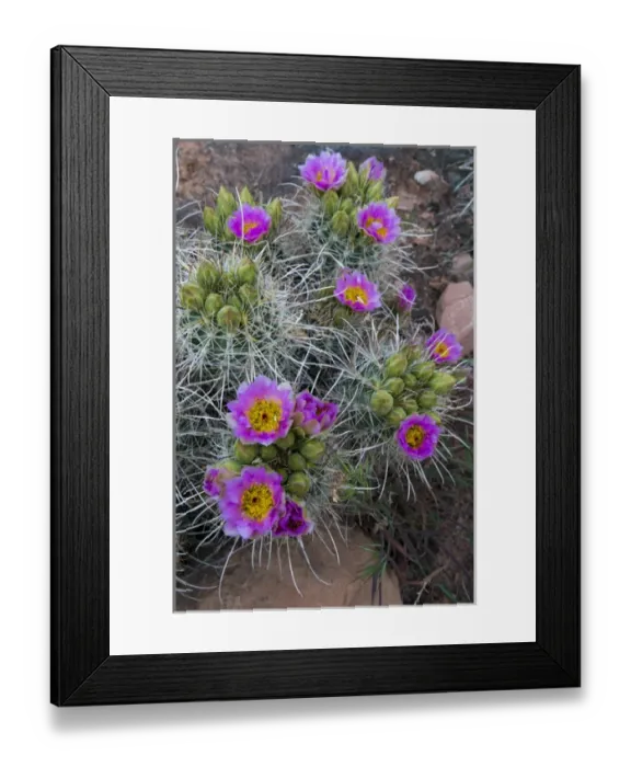 Framed Print : North America, USA, Utah, Arches National Park Framed Print : North America, USA, Utah, Arches National Park