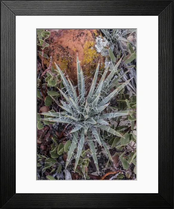 Framed Print : North America, USA, Utah. Yucca (Yucca valida), Grand Staircase-Escalante National Monument