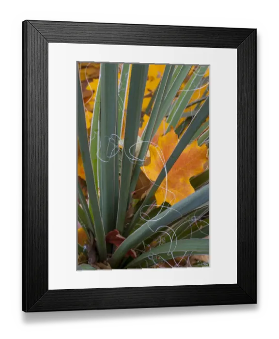 Framed Print : North America, USA, Utah, Zion National Park