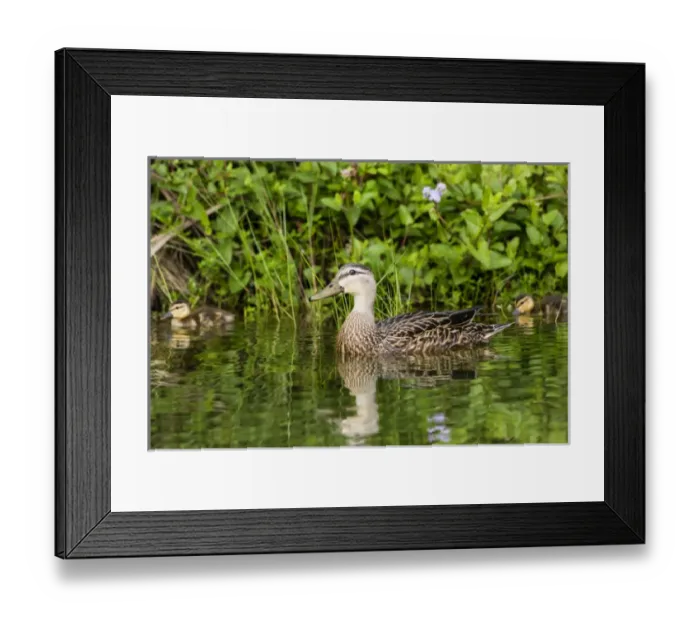 Framed Print : Mottled Duck (Anas fulvigula) hen and young feeding