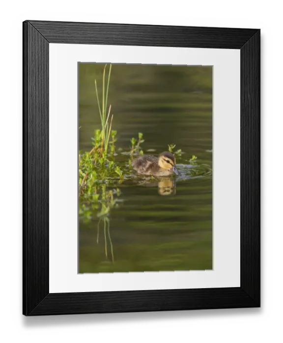 Framed Print : Mottled Duck (Anas fulvigula) duckling on pond Framed Print : Mottled Duck (Anas fulvigula) duckling on pond