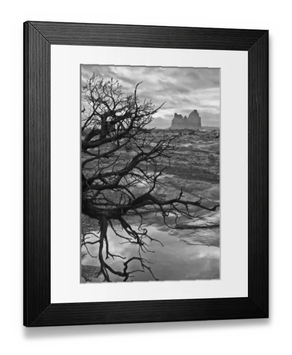 Framed Print : North America, USA, Utah. Black and white image of early morning winter fog with juniper Framed Print : North America, USA, Utah. Black and white image of early morning winter fog with juniper